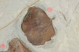 Six Fossil Leaves (Zizyphoides, Davidia and Macginitiea) - Montana #188740-7